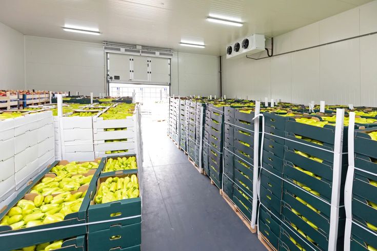 Chambre froide de stockage avec cagettes de fruits et légumes frais empilées sur palettes