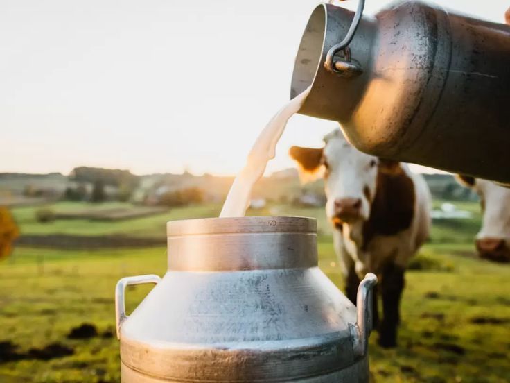Lait frais versé dans un bidon en métal avec vaches laitières en arrière-plan dans un champ