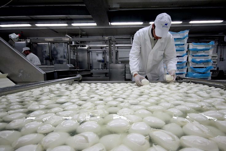 Opérateur en blouse blanche manipulant des boules de mozzarella immergées dans un bassin de refroidissement dans une fromagerie industrielle.