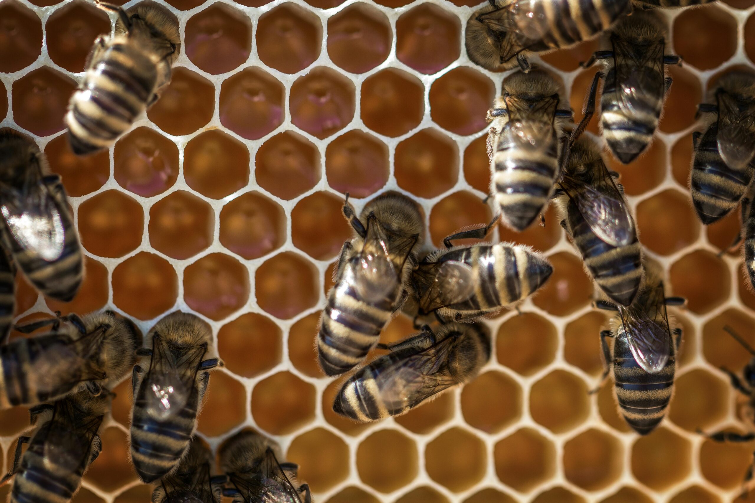 Miel & apiculture