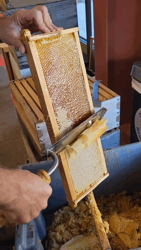 Désoperculation manuelle d’un cadre de ruche pour l’extraction du miel artisanal